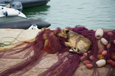 Bir sokak köpeği balık ağında yatıyor.