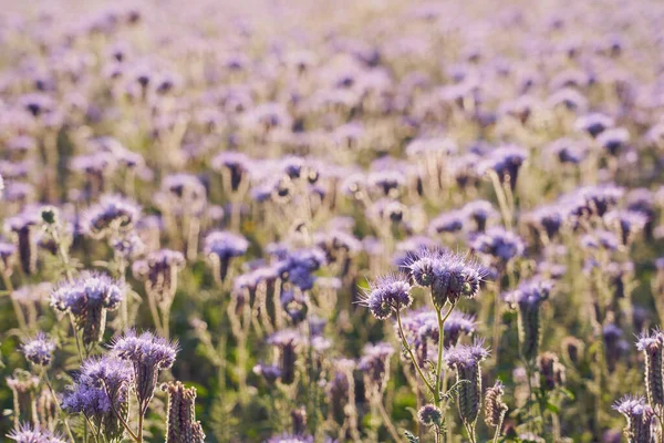 Field Purple Flowers Natural Background — Foto de Stock