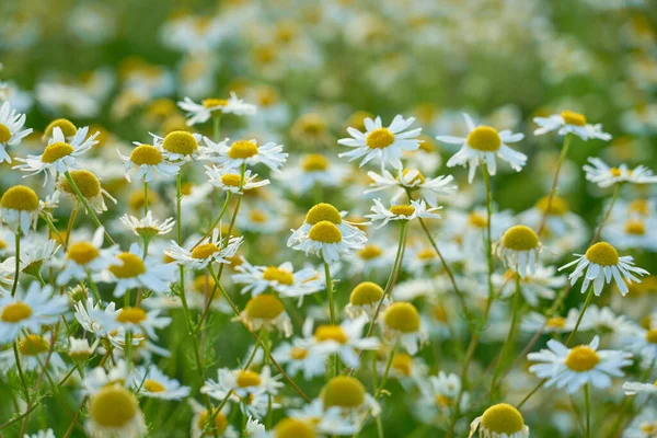 stock image Chamomile meadow in the rays of the sun as a natural background