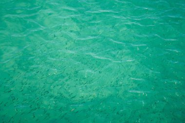 Tropikal sudaki bulanık balıklar soyut bir arka plan olarak