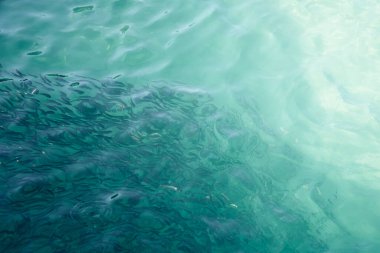 Tropikal sudaki bulanık balıklar soyut bir arka plan olarak