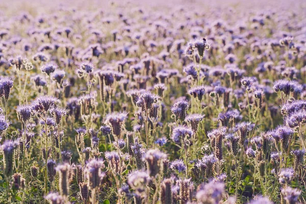 Field Purple Flowers Natural Background — Fotografia de Stock