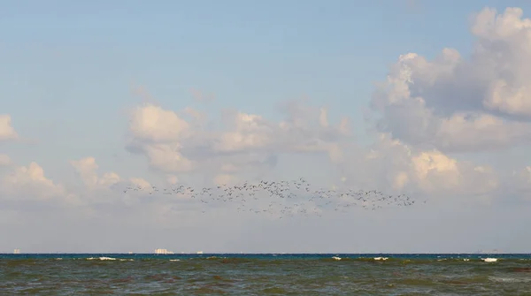 Flock Måsar Över Vågorna Det Tropiska Havet Mexiko — Stockfoto