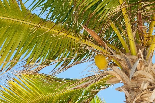 Eine Tropische Palme Mit Kokosnüssen Der Sonne Mit Blauem Himmel — Stockfoto