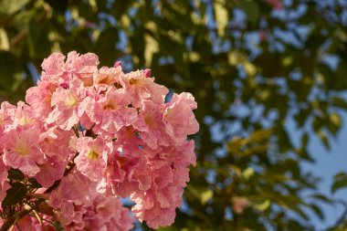 Bulanık arka planı olan pembe bir çiçek çalısı.