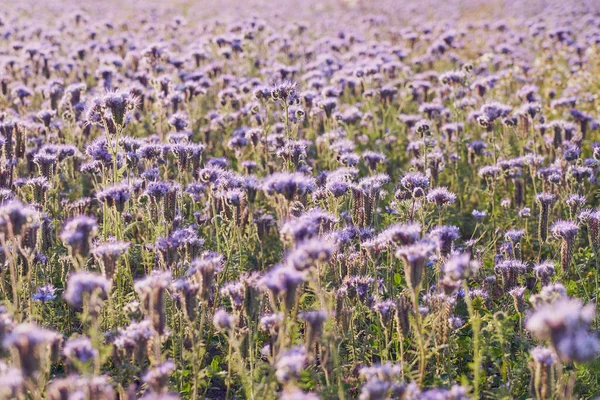 Field Purple Flowers Natural Background — Zdjęcie stockowe