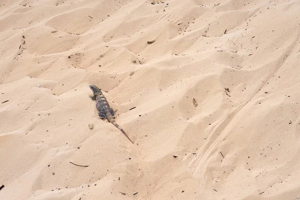 Güneşteki kumların arka planında iguana