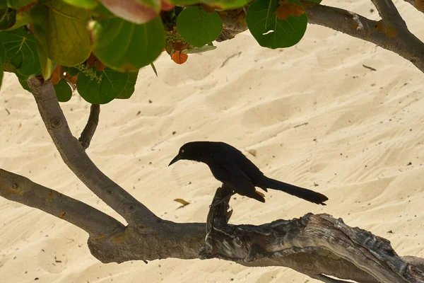 太陽の下で乾燥した木の背景に黒い鳥 — ストック写真