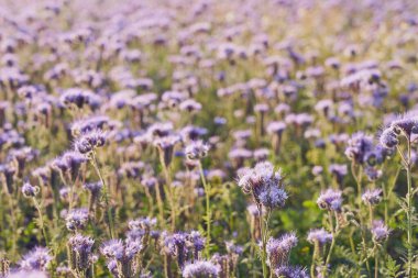 A field with purple flowers as a natural background