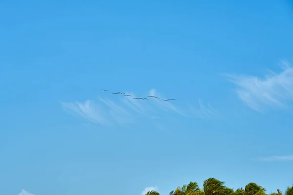 Bando Pelicanos Voa Através Céu Azul Claro — Fotografia de Stock