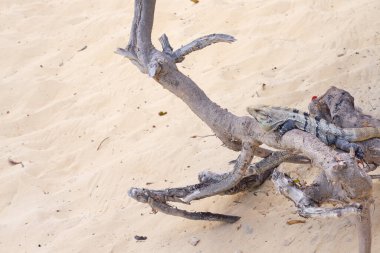 Güneşte kurumuş ağacın arka planında iguana