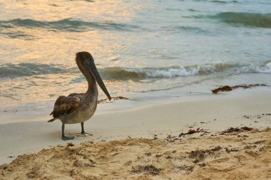 Arka planda bulanık bir denize yakın kumlu bir sahilde pelikan.