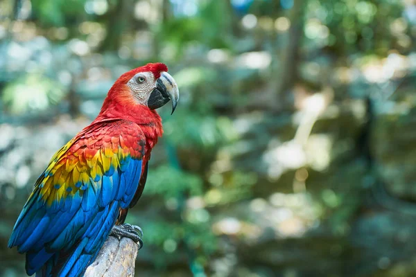 Kızıl Papağan Tropiklerde Renkli Bir Papağan — Stok fotoğraf