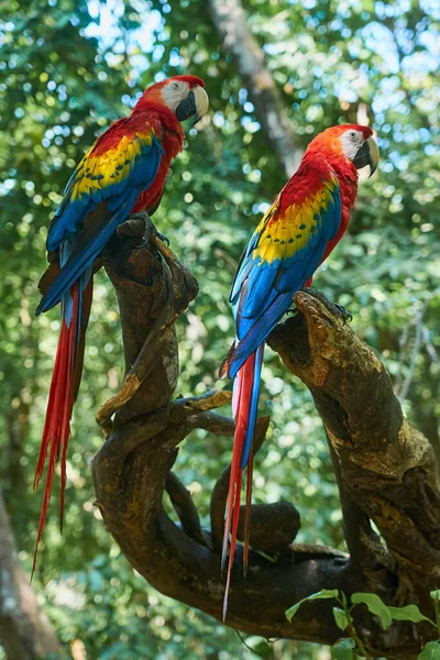 Szkarłat Szkarłatny Przygotowanie Kolorowych Papug Tropikach — Zdjęcie stockowe