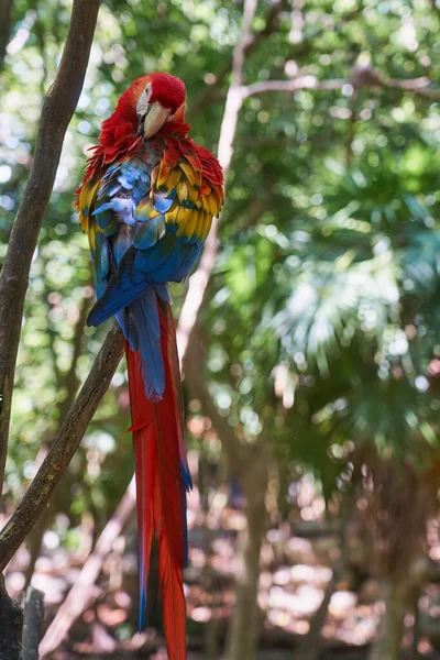 Szkarłatna Macaw Kolorowa Papuga Tropikach — Zdjęcie stockowe