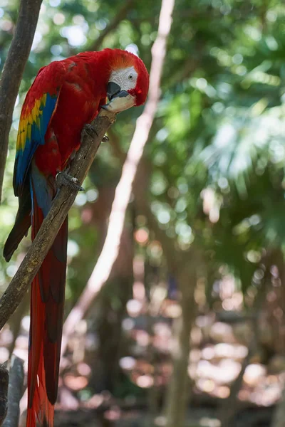 Szkarłatna Macaw Kolorowa Papuga Tropikach — Zdjęcie stockowe