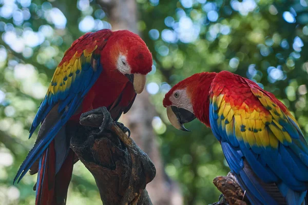 Scarlet Macaw Pare Colorful Parrots Tropics — Stock Photo, Image