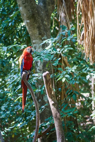 Arara Escarlate Papagaio Colorido Nos Trópicos — Fotografia de Stock