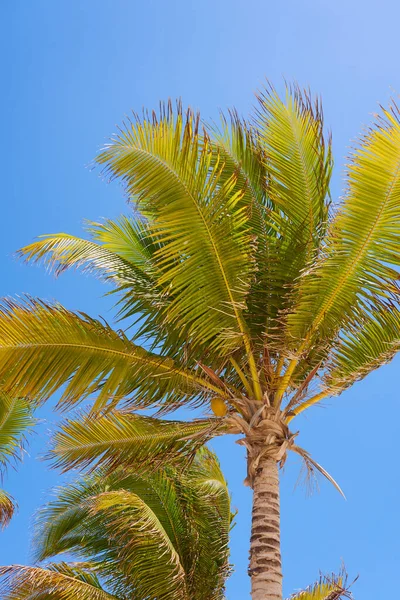 Güneşte Hindistan Cevizi Olan Tropikal Bir Palmiye Ağacı Arka Planda — Stok fotoğraf