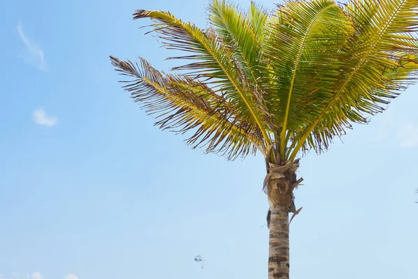 Güneşte Hindistan Cevizi Olan Tropikal Bir Palmiye Ağacı Arka Planda — Stok fotoğraf