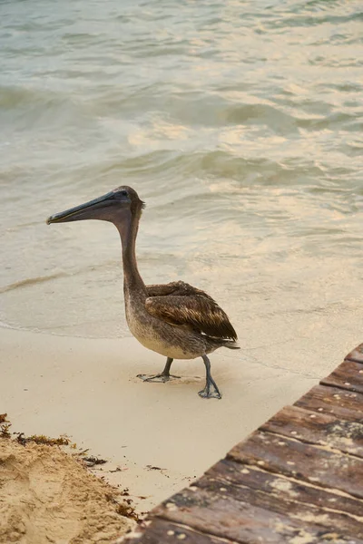 Pelicano Uma Praia Areia Perto Mar Borrado Fundo — Fotografia de Stock