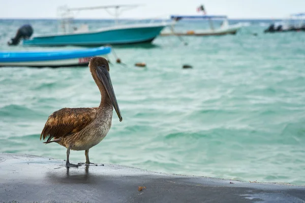 Ein Pelikan Auf Einem Pier Der Nähe Eines Verschwommenen Meeres — Stockfoto
