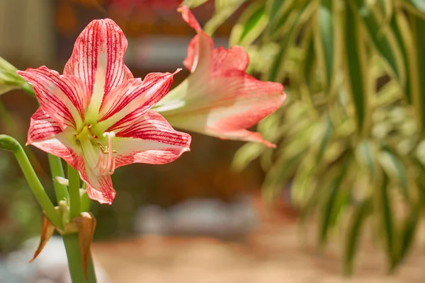 Růžová Květina Amarylis Rozmazaným Domem Pozadí — Stock fotografie