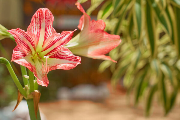 Pink flower amarylis with blurred house on the background