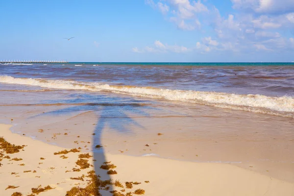 Stín Palmy Tropické Pláži Karibském Moři Mexiku — Stock fotografie