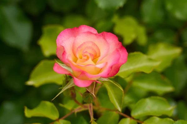 Розовая Роза Ветке Размытым Фоном — стоковое фото
