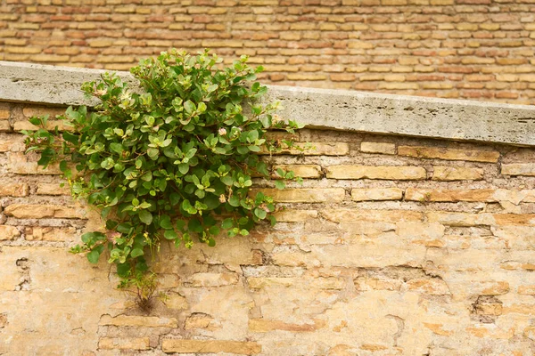 Ein Grüner Strauch Sprießt Einer Alten Ziegelmauer — Stockfoto