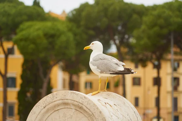 Seagull Close Blurred Background — Stock Photo, Image