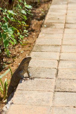 Güneşteki taş kiremitlerin arka planında iguana