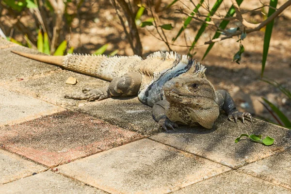 Güneşteki taş kiremitlerin arka planında iguana