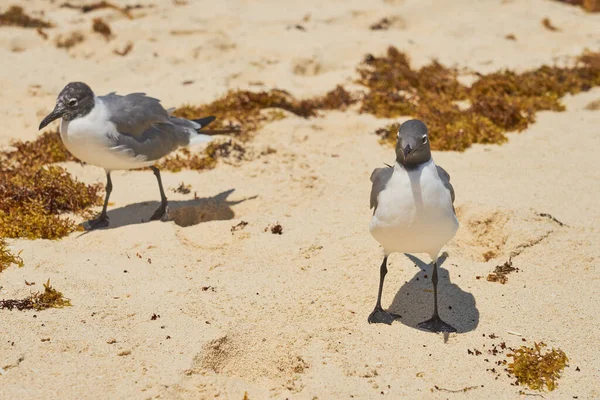 Seagulls Shores Caribbean Sea Mexico — Stock Photo, Image
