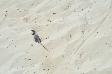 Güneşteki kumların arka planında iguana
