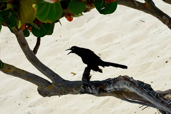 太陽の下で乾燥した木の背景に黒い鳥 — ストック写真