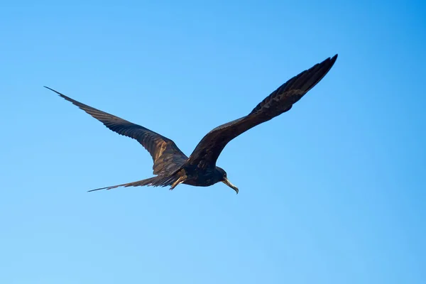一只黑鸟迎着蓝天飞 — 图库照片