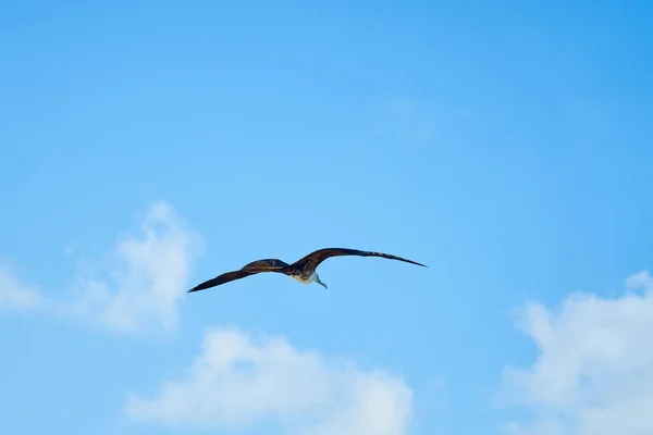一只黑鸟迎着蓝天飞 — 图库照片