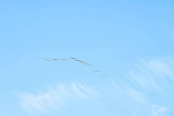 Een Zwerm Pelikanen Vliegt Door Helderblauwe Lucht — Stockfoto