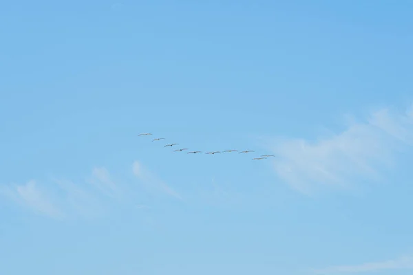 Flock Pelikaner Flyger Över Den Klarblå Himlen — Stockfoto