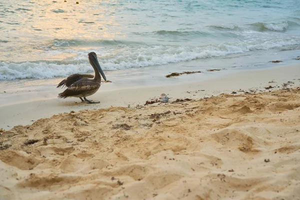 Pelicano Uma Praia Areia Perto Mar Borrado Fundo — Fotografia de Stock