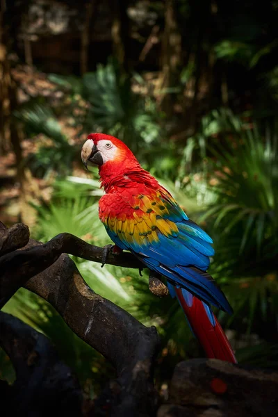 Scarlet Macaw Färgglad Papegoja Tropikerna — Stockfoto