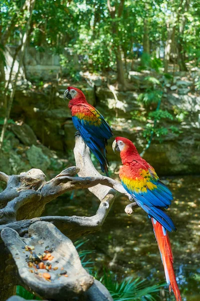 Szkarłat Szkarłatny Przygotowanie Kolorowych Papug Tropikach — Zdjęcie stockowe