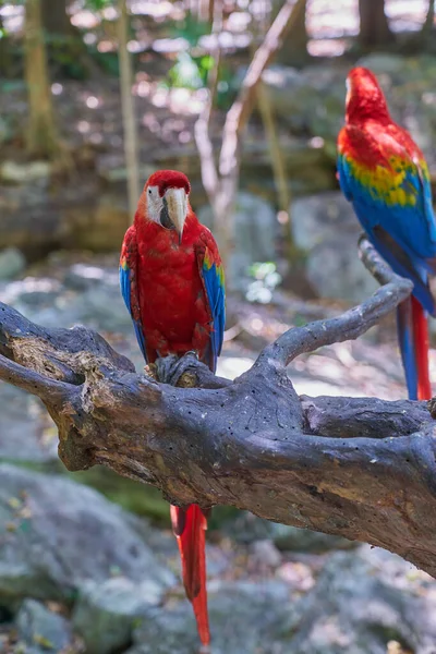 Kızıl Papağan Tropiklerdeki Renkli Papağanlardan Bir Kesit — Stok fotoğraf