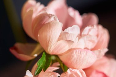 Bulanık bir arkaplana yakın pembe şakayık yaprakları.