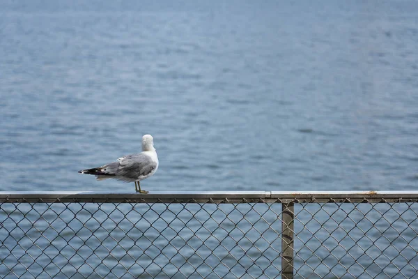 海鸥在朦胧的大海背景下的金属栏杆上的海鸥 — 图库照片