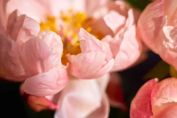 stock image Petals of pink peonies close to a blurred background