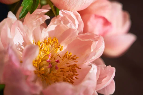 stock image Petals of pink peonies close to a blurred background