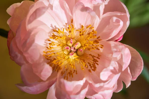 Huge Blossoming Pink Peony Background Yellow Wall — Stock Photo, Image
